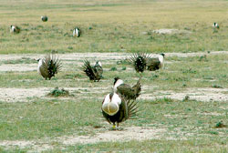 Figure 1:  Examples of a Prairie Chicken lek.