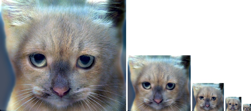 All Sizes of the Hybrid dog-cat image.