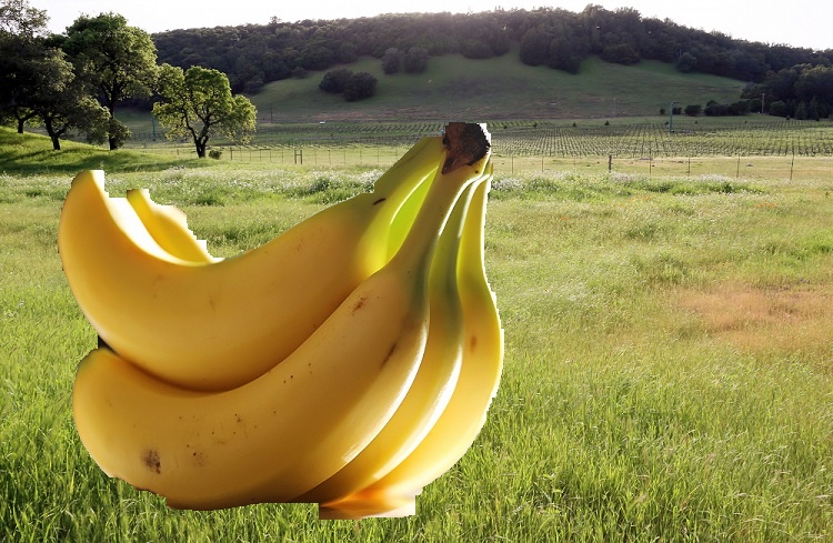 python BackgroundRemovalUI.py input/Image2.jpg input/Image2bg.jpg